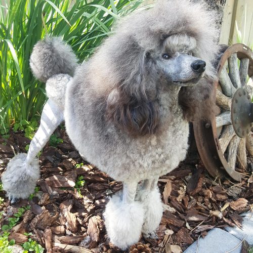Groomed to the nines, and posing like a model.