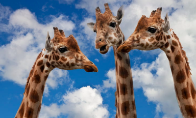 giraffes