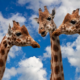 giraffes