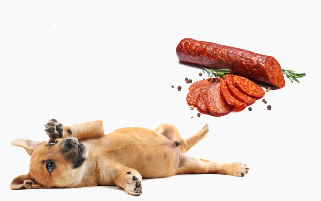 can dogs eat chorizo
