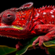 the red chameleon