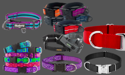 the best dog collars for 2022