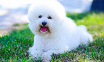 bichon frise