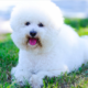 bichon frise