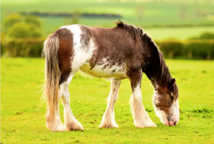 clydesdale