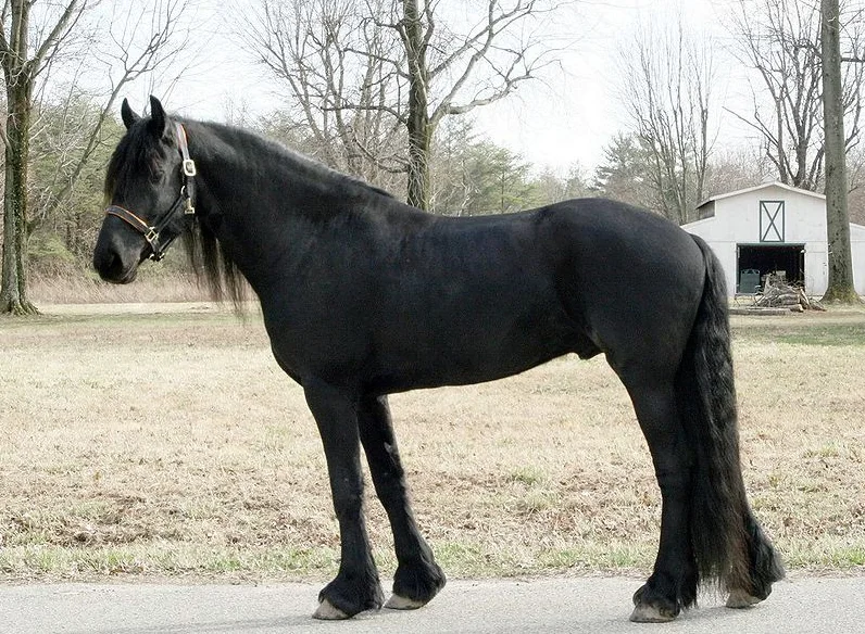 friesian horse