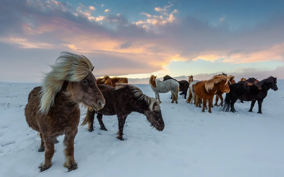 icelandic horse
