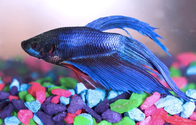 betta fish