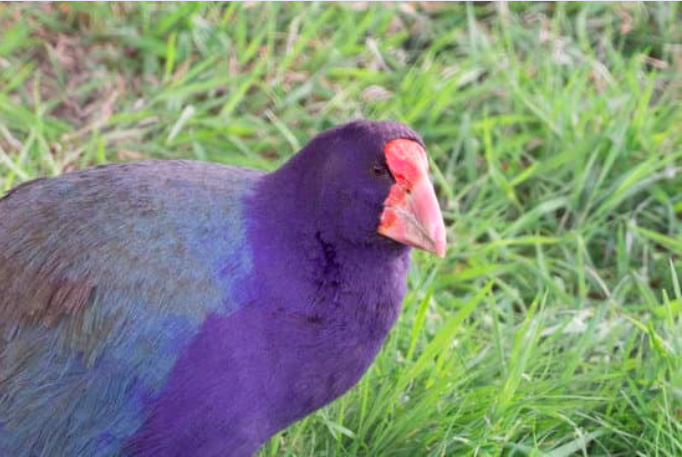takahe bird