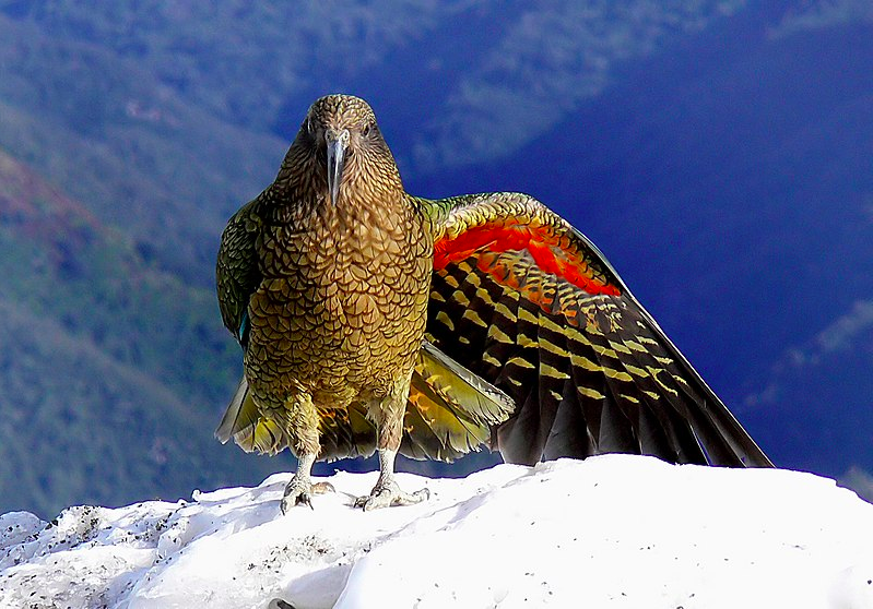 the kea bird