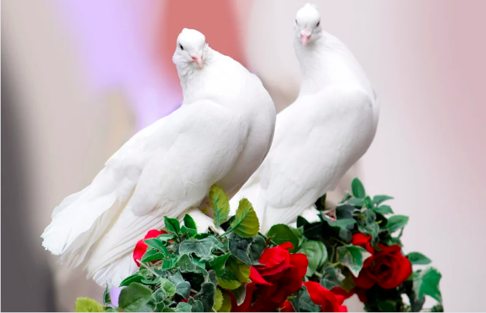 white birds (doves)