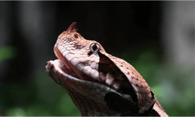 gaboon viper