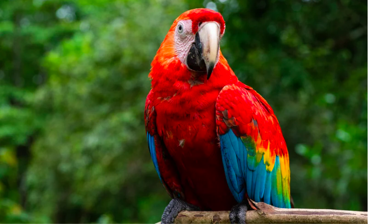 mastering parrot behavior training
