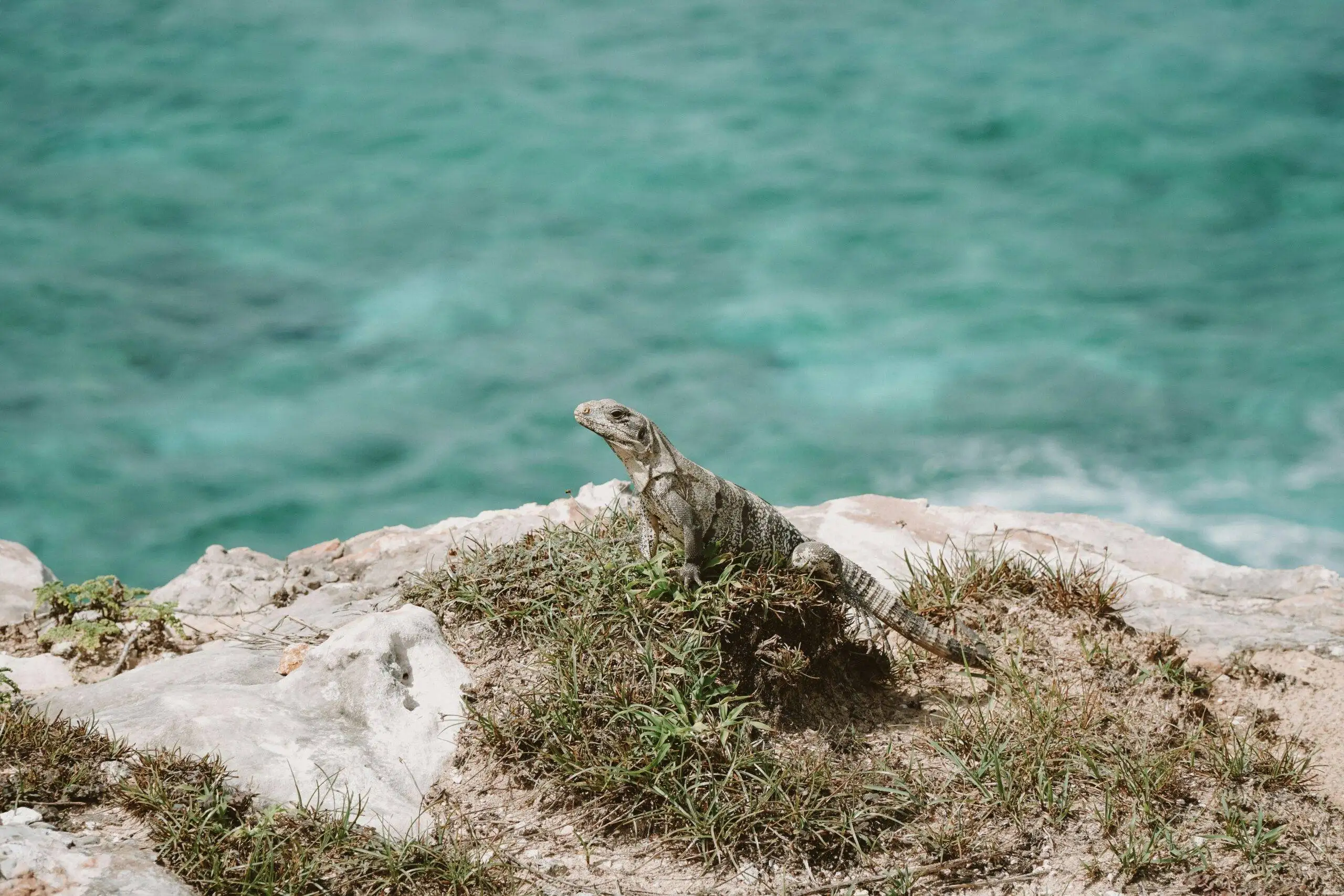 a lizard sitting on top of a rock next to the ocean