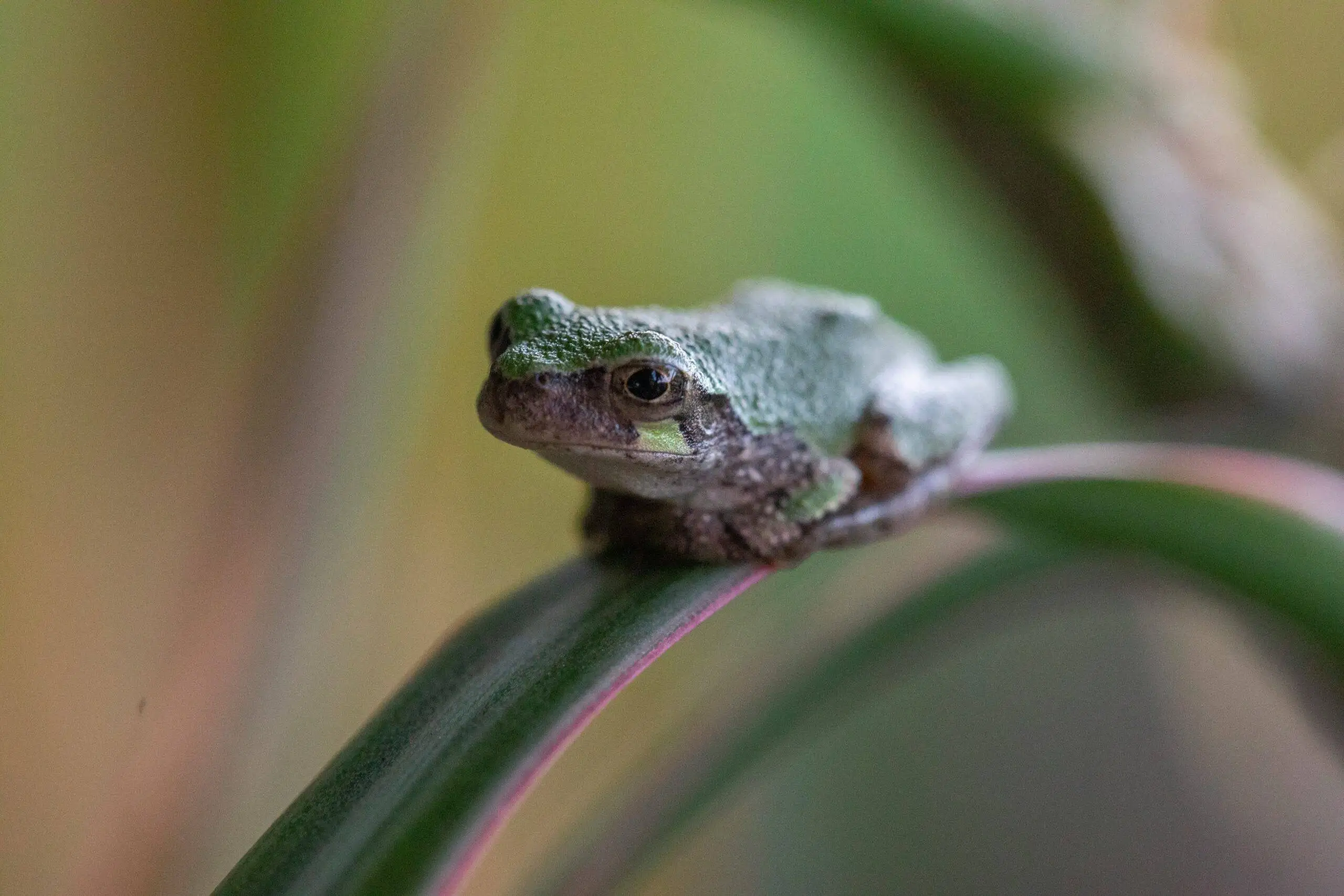 green frog on green leaf