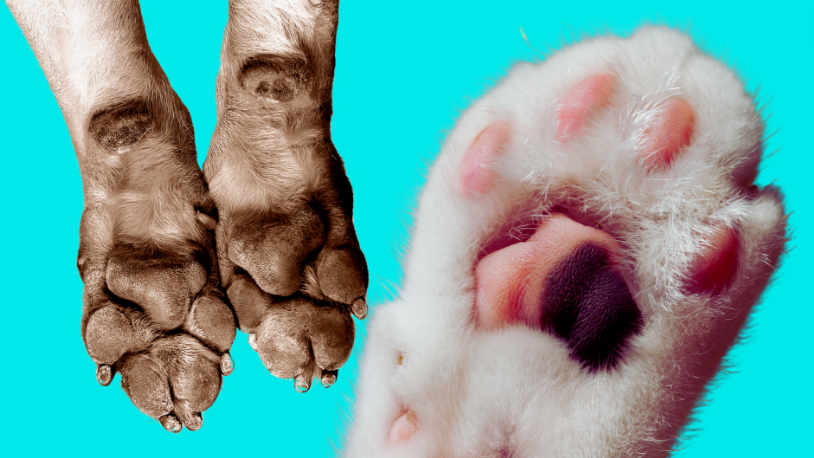 dog & cat paws