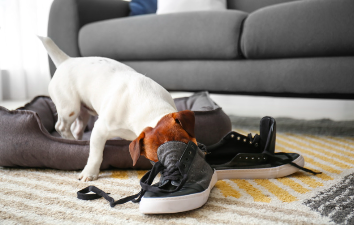 causes of destructive behavior in dogs