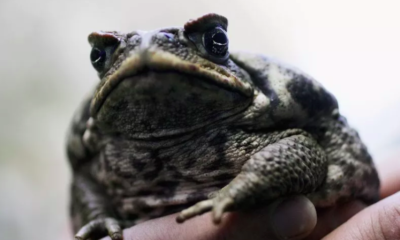 toxic invasive cane toads