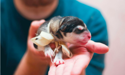 comprehensive list of essential whelping kit items