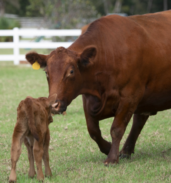 potential and challenges of applying gene editing techniques