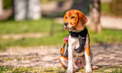 off-leash hound dog tracks owner down