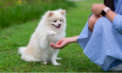 effective pet training methods