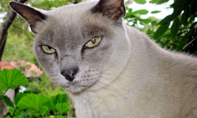 burmese cat