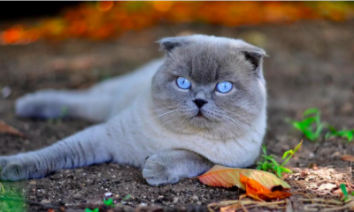 scottish fold