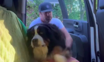 bernese mountain dog’s unique car entry