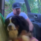 bernese mountain dog’s unique car entry