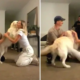 golden retriever's joyful reunion with owner