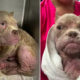 rescue dog miraculously survives