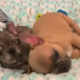 puppies from different moms find comfort together