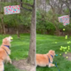 golden retriever's joy with piñata